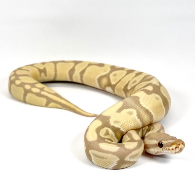 animal image