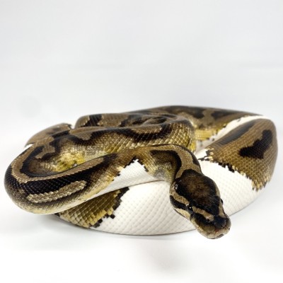animal image