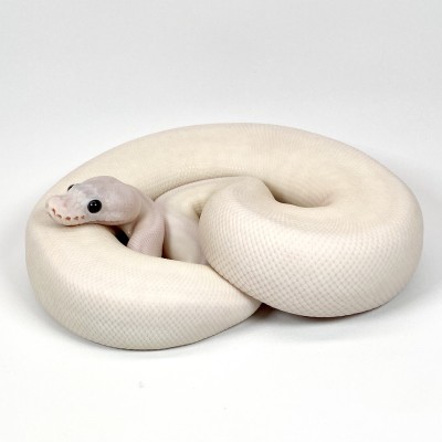 animal image