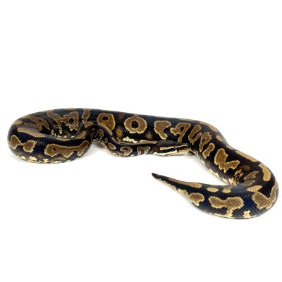 animal image