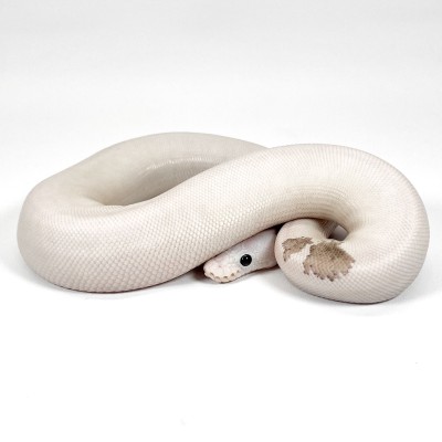animal image