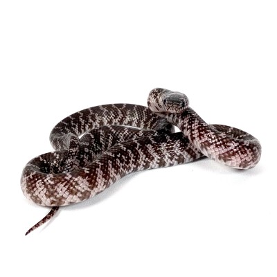 animal image