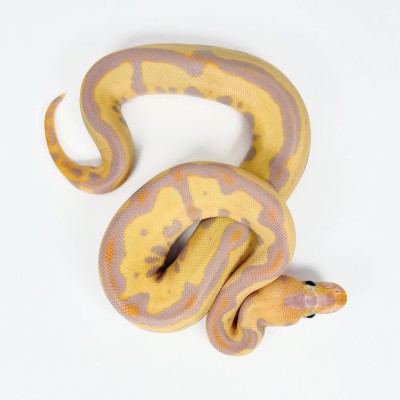 animal image
