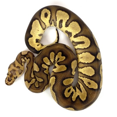 animal image