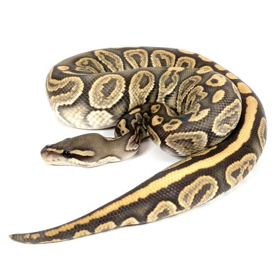 animal image