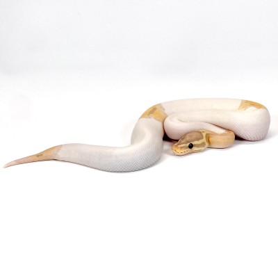 animal image