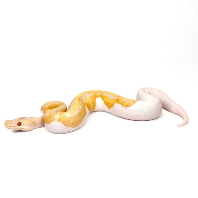 animal image