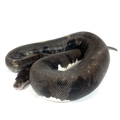 animal image