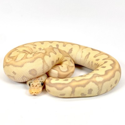 animal image