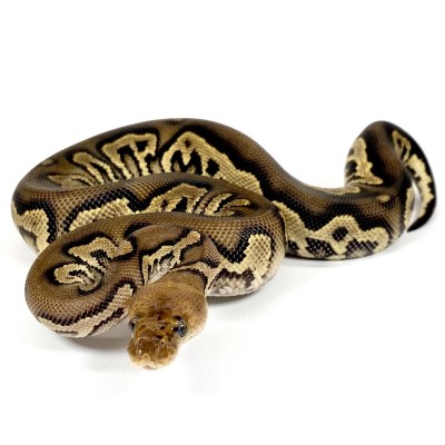 animal image