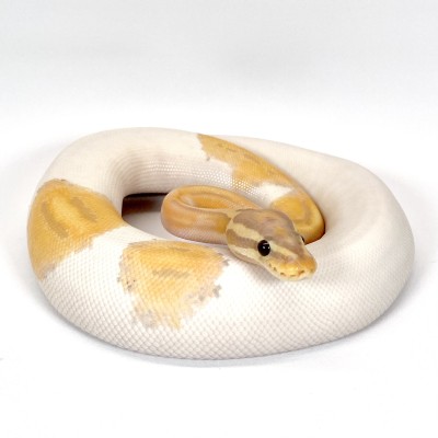 animal image