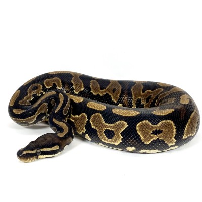 animal image