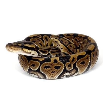 animal image
