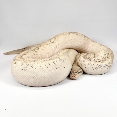 animal image