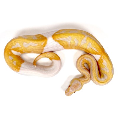 animal image