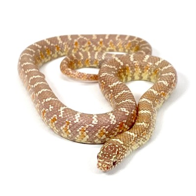 animal image