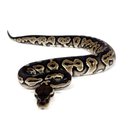 animal image