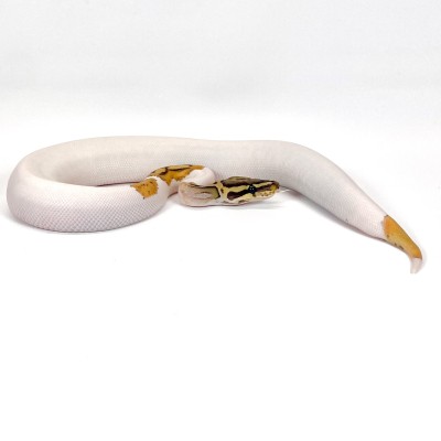 animal image