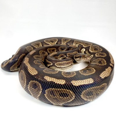 animal image