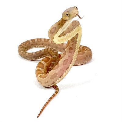 animal image