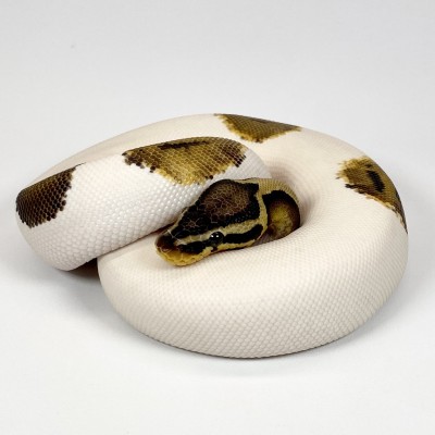 animal image