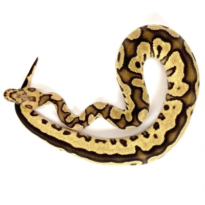 animal image
