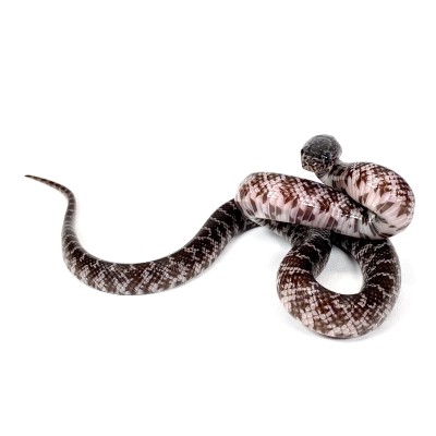 animal image