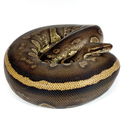 animal image