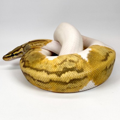 animal image