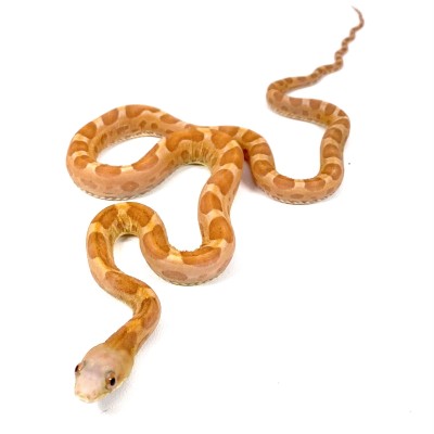 animal image