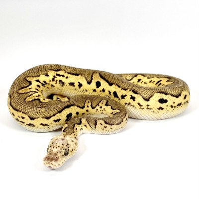 animal image