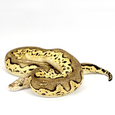 animal image