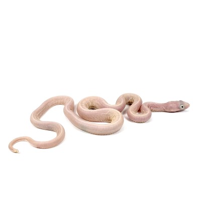 animal image