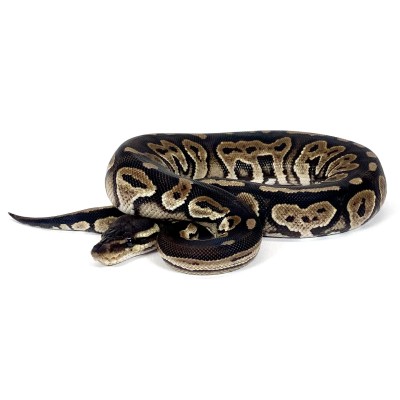 animal image