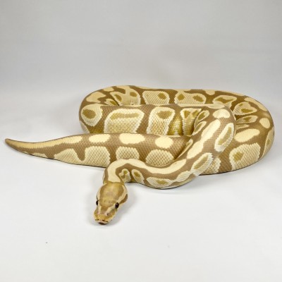 animal image