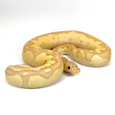 animal image