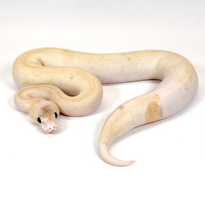 animal image