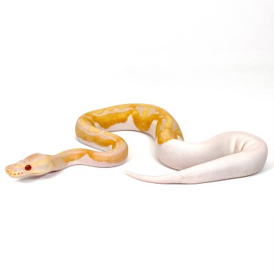 animal image