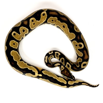 animal image