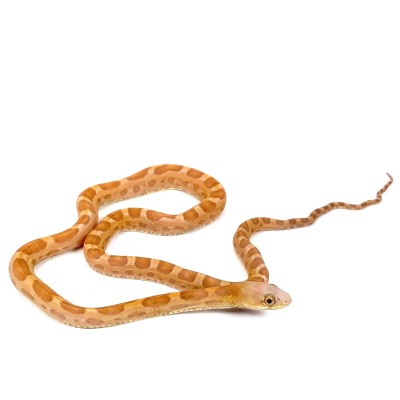 animal image