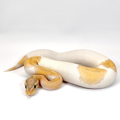 animal image
