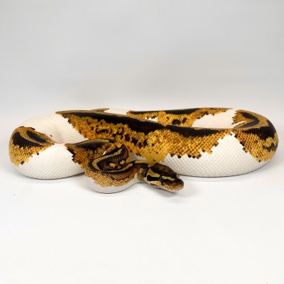 animal image