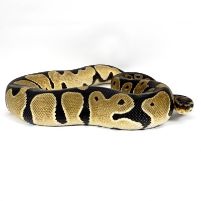 animal image