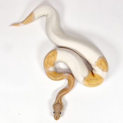 animal image