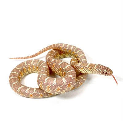 animal image