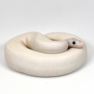 animal image