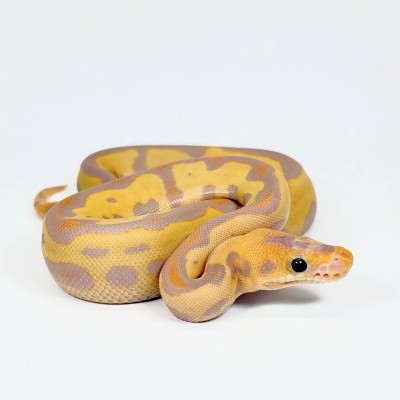 animal image