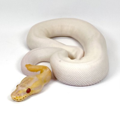 animal image