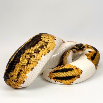animal image