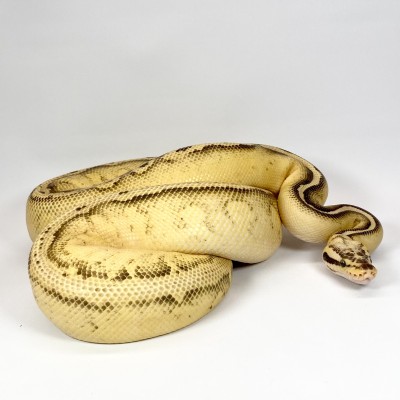 animal image
